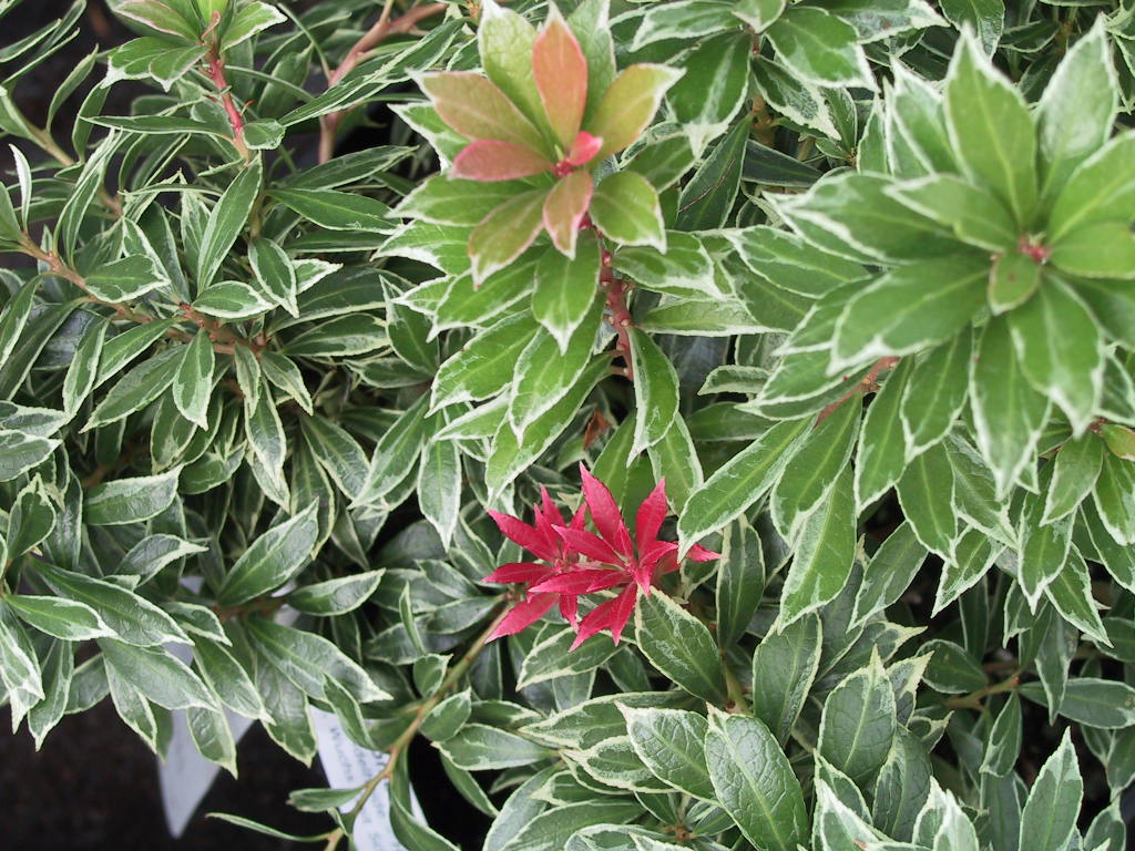 Pieris japonica Flaming Silver.jpg
